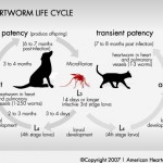 hw life cycle
