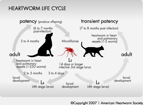 is it ok to adopt a dog with heartworms
