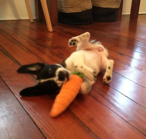 charlie carrot