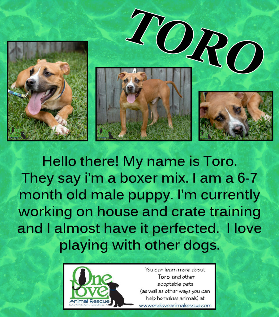 toro_2