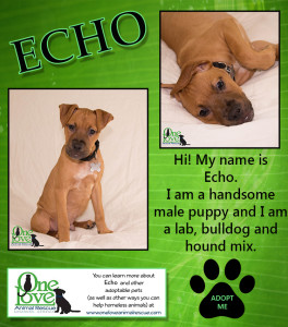 echo_updated