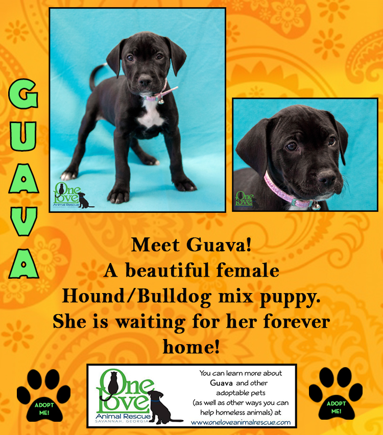 Fruit Loop Litter Featured Pup- Ms. Guava! - One Love Animal Rescue