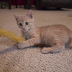 Weasley Kitten 4