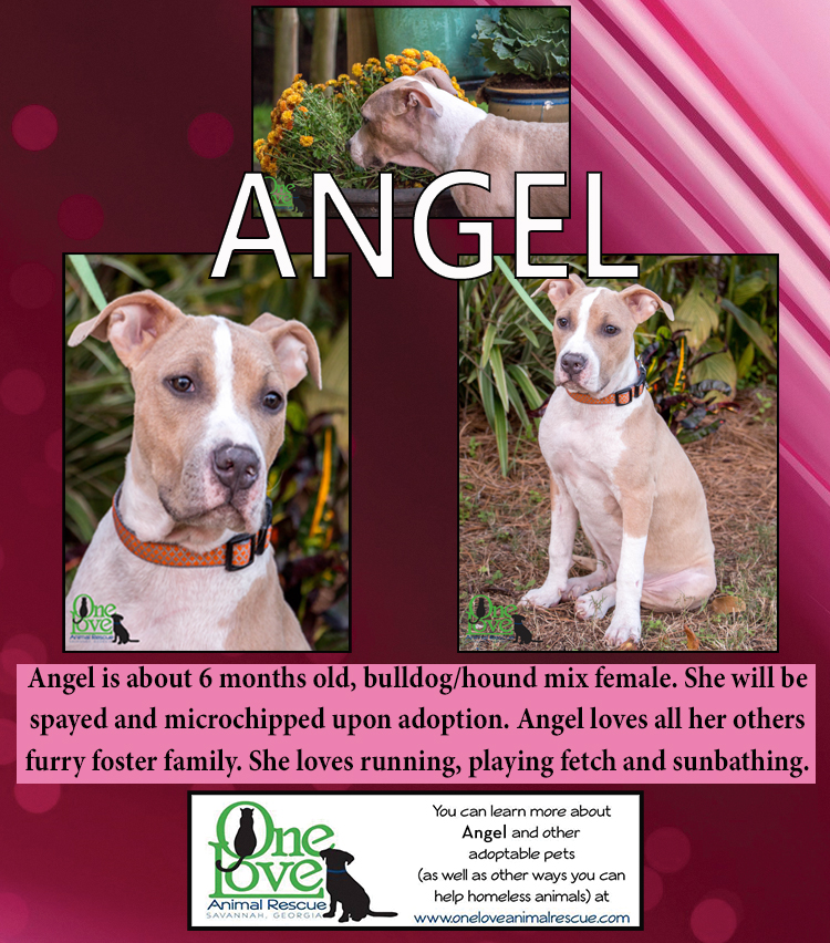 Meet Angel! A true OLAR Angel! - One Love Animal Rescue
