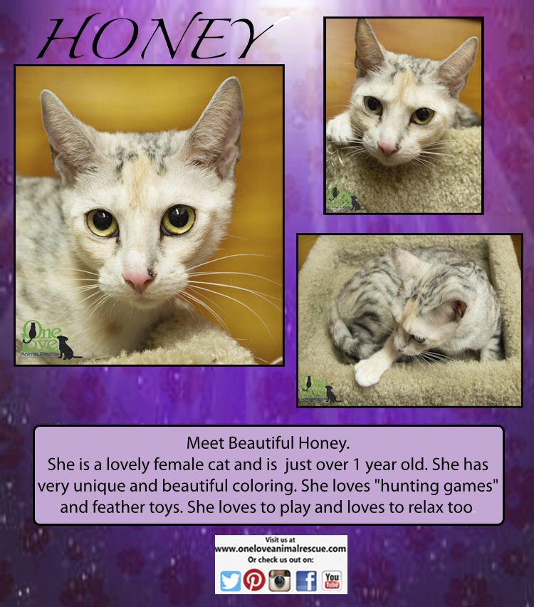 Sweet as Honey! - One Love Animal Rescue