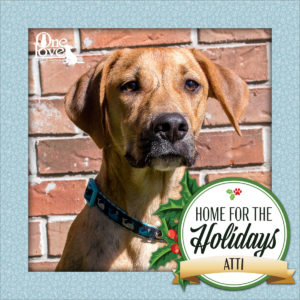 Meet Attie, one of our 25 Dogs of Christmas