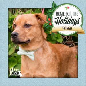Meet Bongo, one of our 25 Dogs of Christmas
