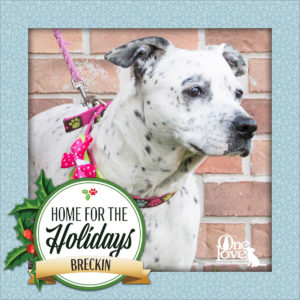 Meet Breckin, one of our 25 Dogs of Christmas
