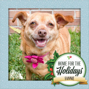 Meet Fannie, one of our 25 Dogs of Christmas
