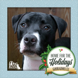 Meet Ghiradhelli, one of our 25 Dogs of Christmas