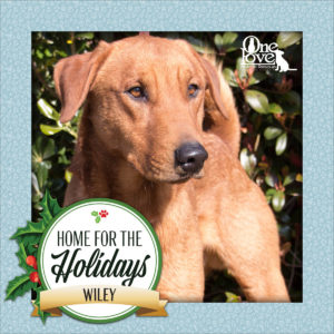 Meet Wilet, one of our 25 Dogs of Christmas