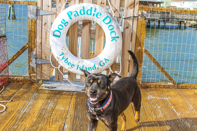 Elsie Is A Sweetheart and She’s Ready For Adoption