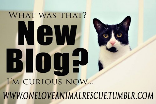 One Love Animal Rescue has a new BLOG!