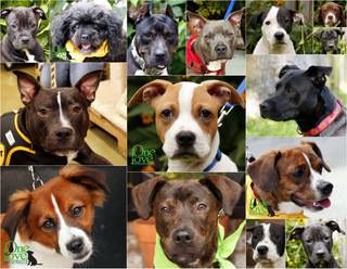 Adoption Event this Weekend!  July 26th