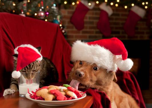 DOG BEHAVIOR DURING THE HOLIDAYS