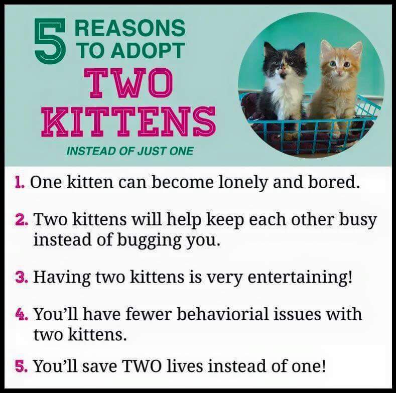 Are 2 cats easier than 1?