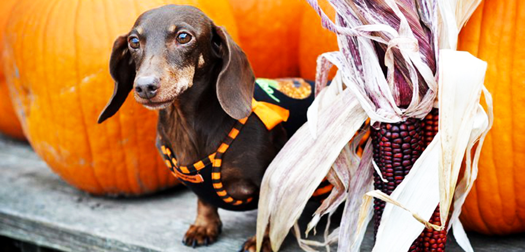 Halloween Safety Tips for Your Pet