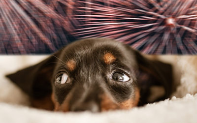 Fireworks and Your Pets: Safety Tips
