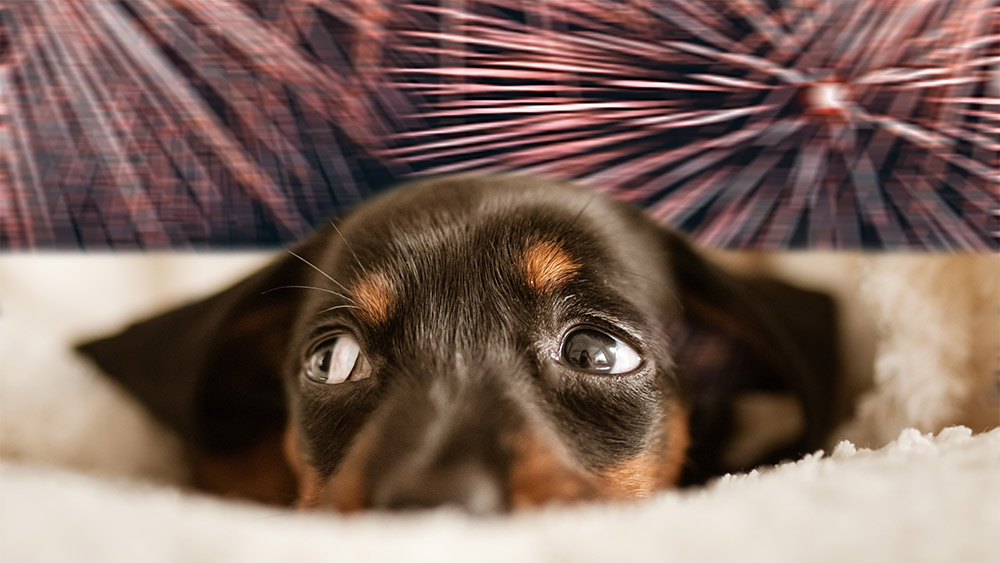 Fireworks and Your Pets: Safety Tips