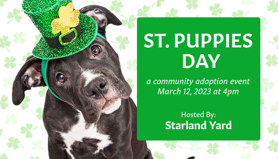 St. Puppies Day with One Love Animal Rescue and Starland Yard